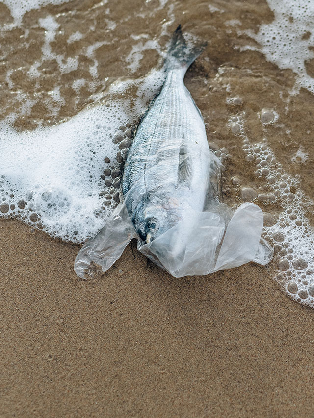 Plástico oceânico pode virar casa